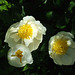 Three White Peonies after Rain