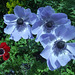 Anemones - Red and Blue