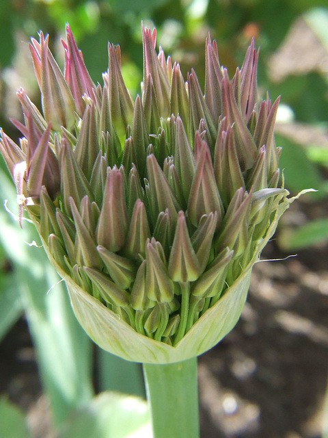 Allium Budding