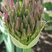 Allium Budding