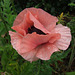 Delicate Pink Poppy