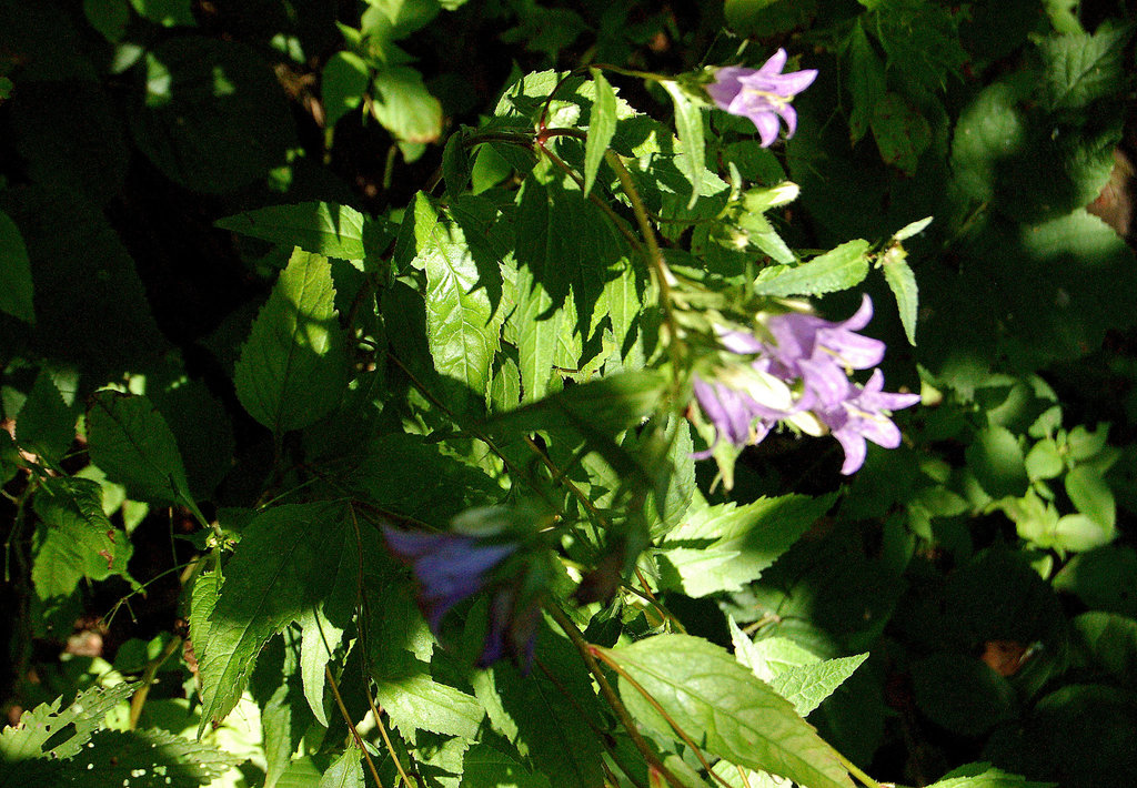 kampanuloj  (Glockenblumen)