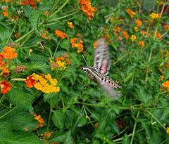 White Lined Sphinx Moth (Hyles lineata)