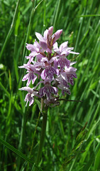 A Wild Orchid (Common Spotted)
