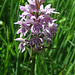 A Wild Orchid (Common Spotted)