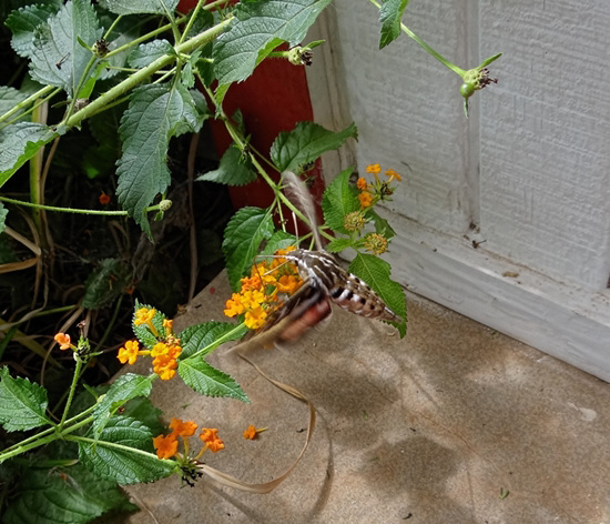 White Lined Sphinx Moth (Hyles lineata)