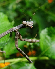 Praying Mantis (Stagmomantis carolina)