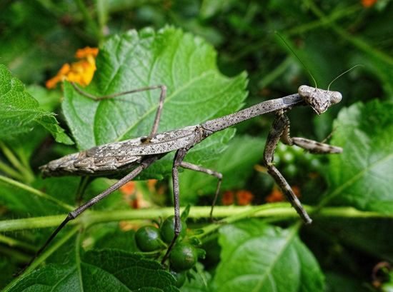 Praying Mantis (Stagmomantis carolina)