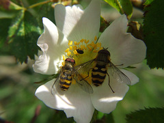 Bees on Wild Roses
