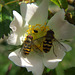 Bees on Wild Roses