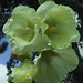 Yellow Hollyhocks