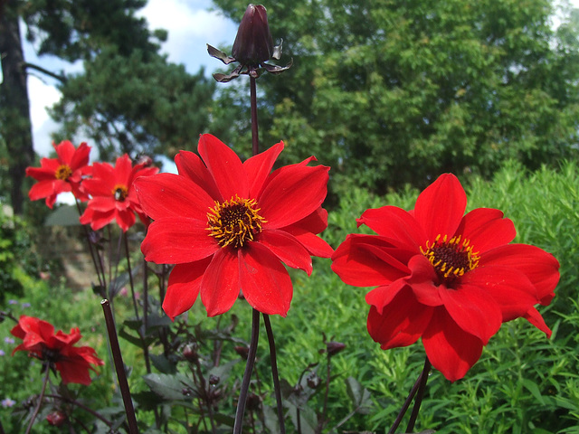 Scarlet Dhalias