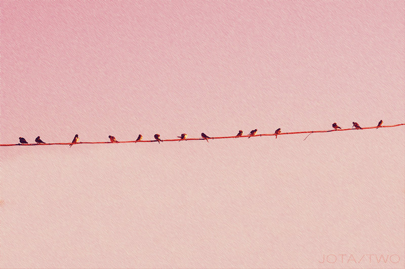 pajaros mojados