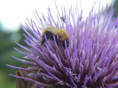 Bee in Thistle