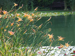 Day lilies and water lilies