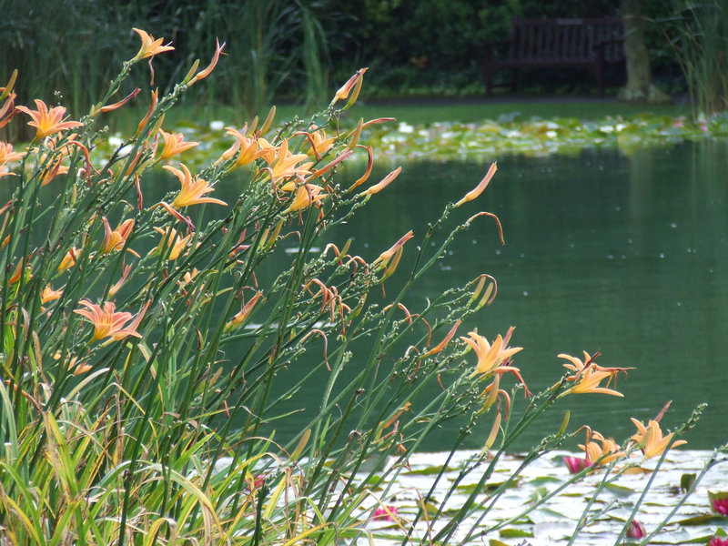 Day lilies and water lilies