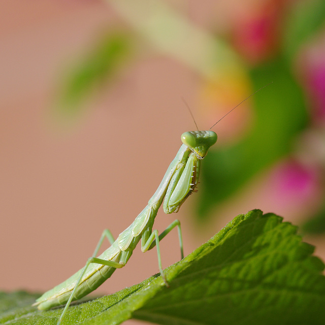 Scheming Mantis