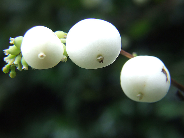 Three Snowberries