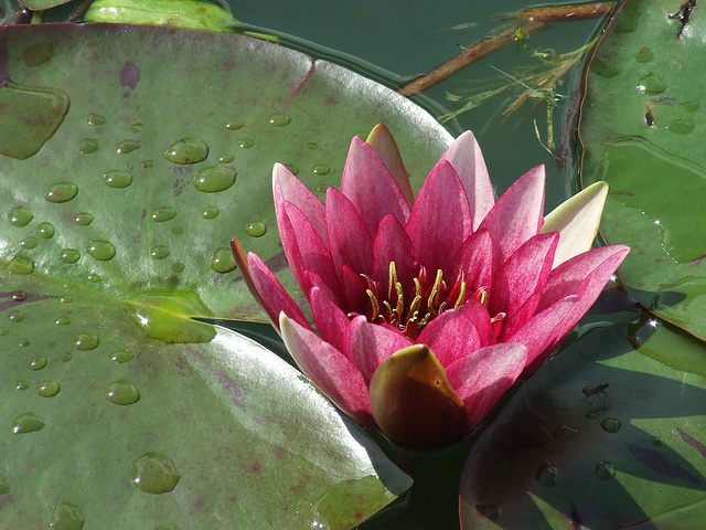 Water Lily