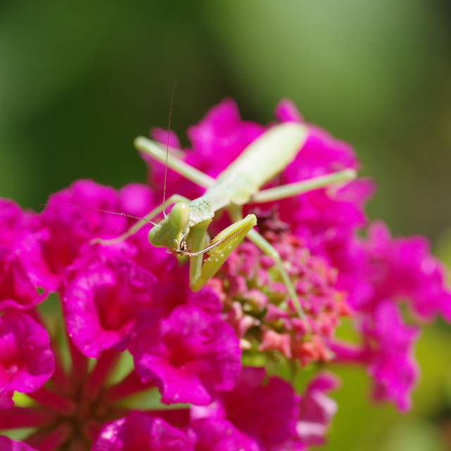 Praying Mantis