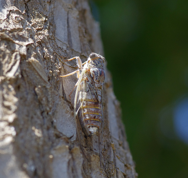 Cicada nymph