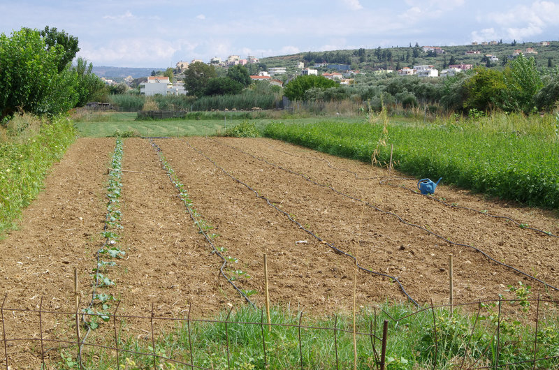 irrigation