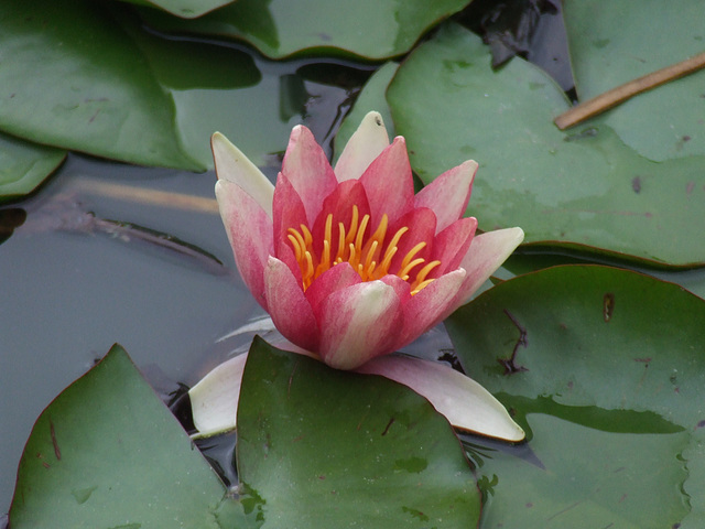 Water Lily