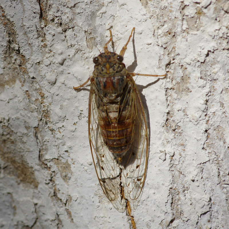 Cicada