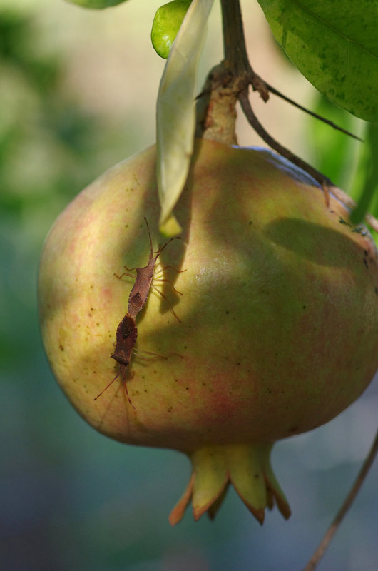 Mr and Mrs Pomegranate