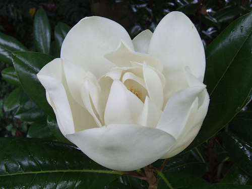 Magnolia Grandiflora