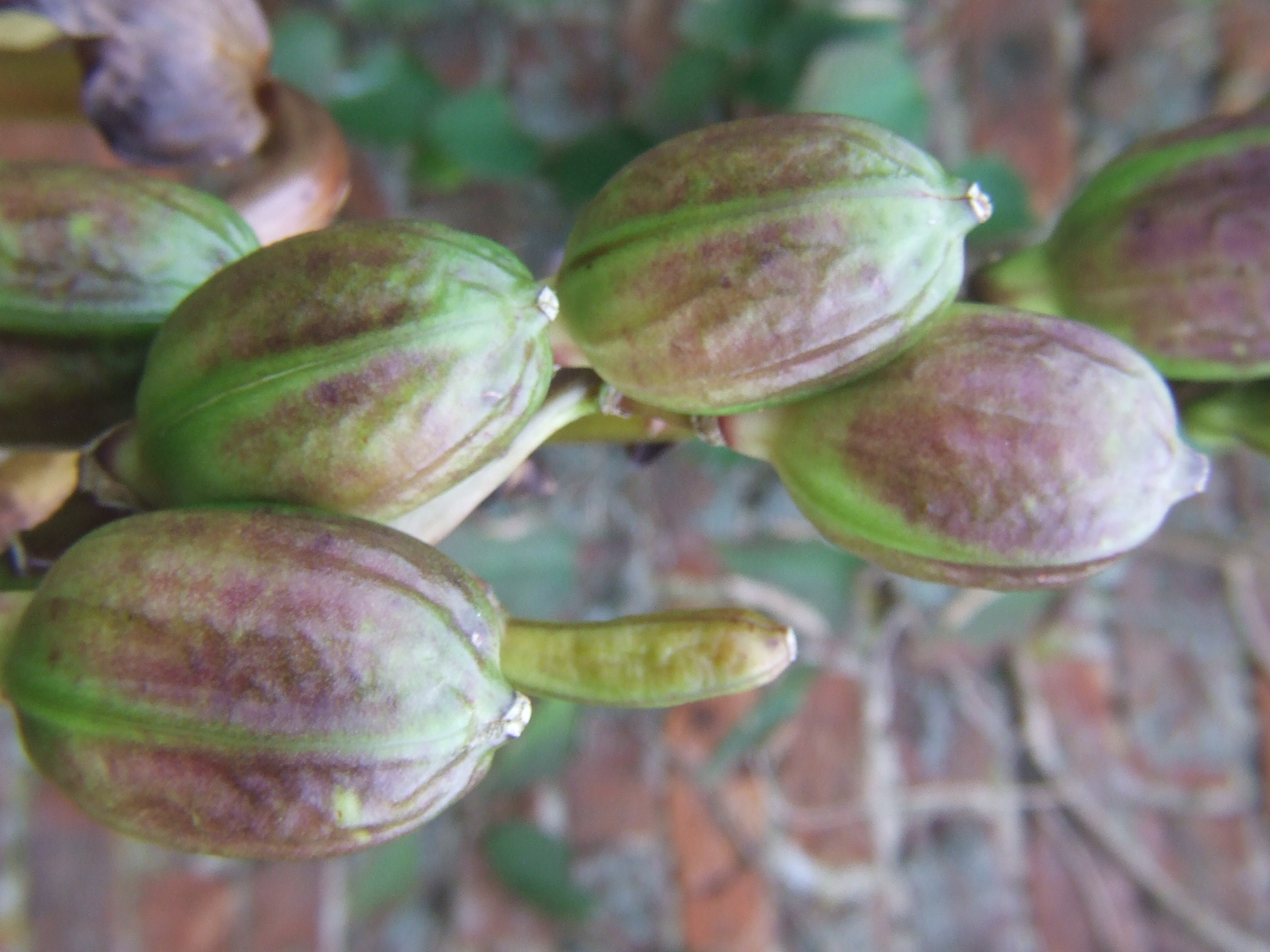 Large Seed Heads