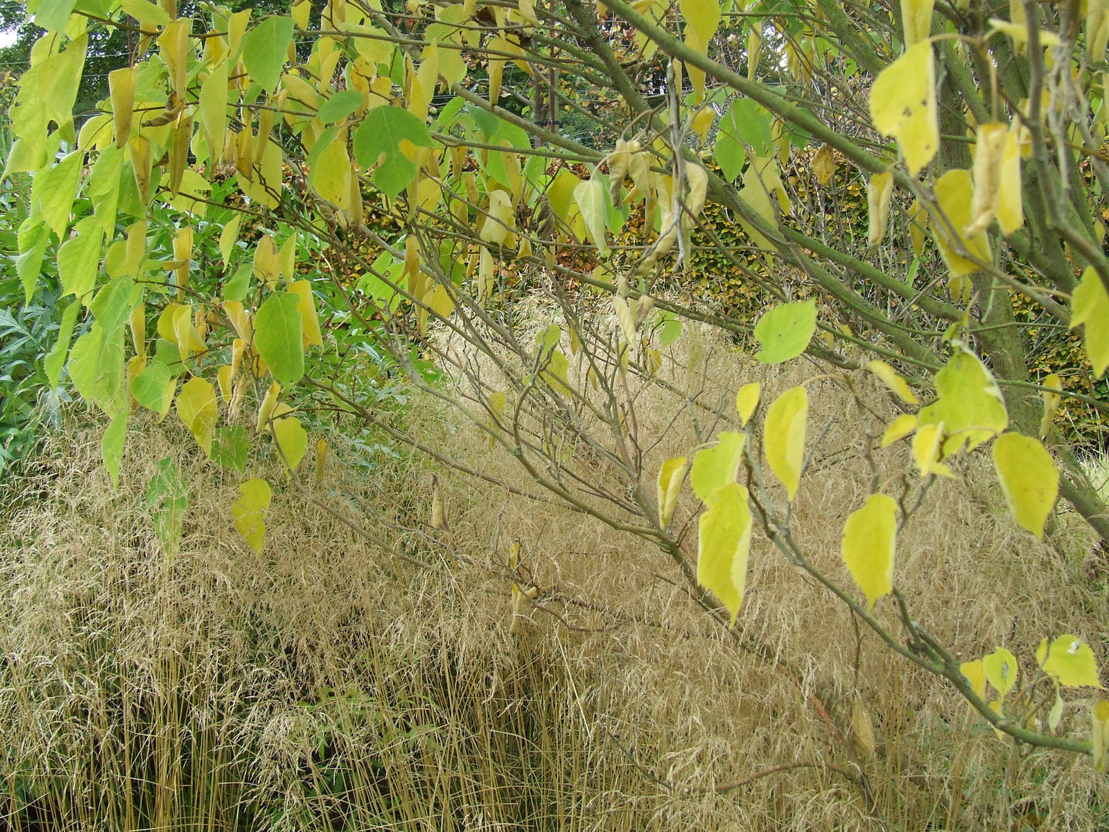 Tree and Grass