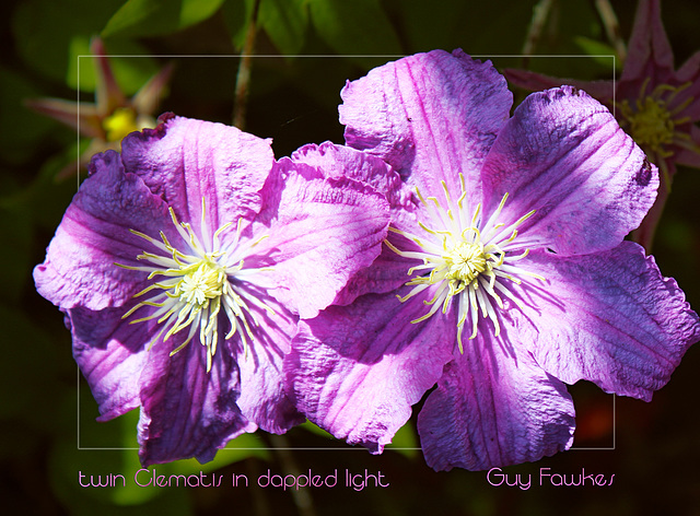 twin Clematis in dappled light