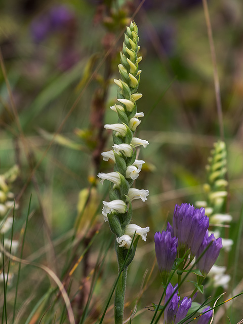 Spiranthes ochroleuca (Yellow Ladies'-tresses orchid)