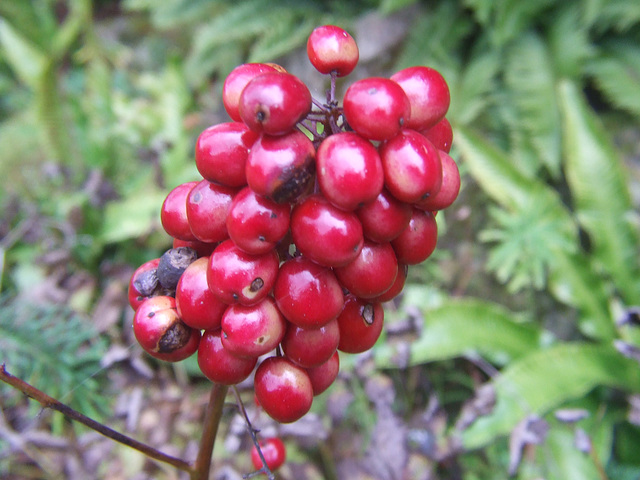 Red Berries