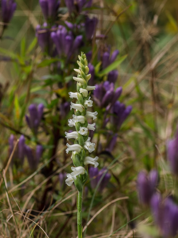 Spiranthes ochroleuca (Yellow Ladies'-tresses orchid)