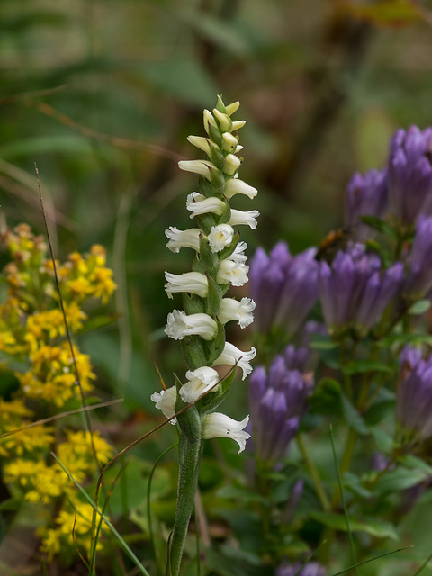 Spiranthes ochroleuca (Yellow Ladies'-tresses orchid)