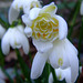 Galanthus nivalis 'Lady Elphinstone'