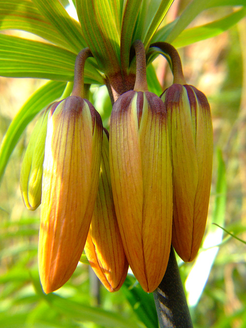 Fritillaria Buds