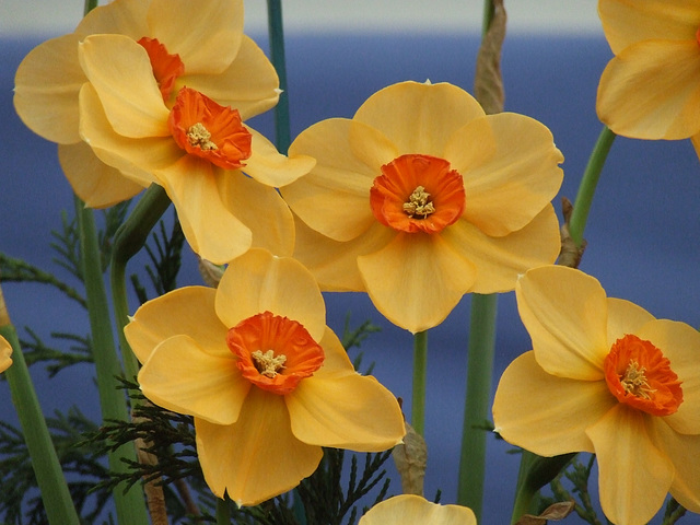 Narcissus "Sabine Hay"