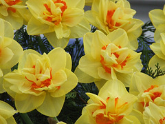 Narcissus "Beauvallon"