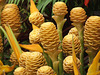 Ginger Lily, Hedychium