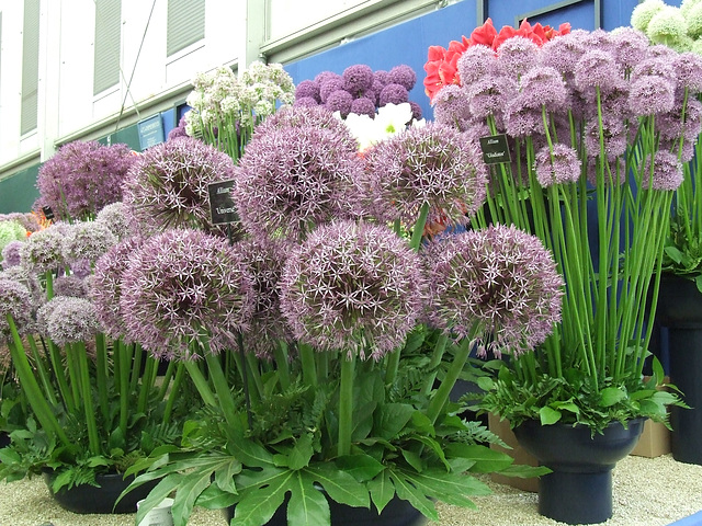 Giant Allium