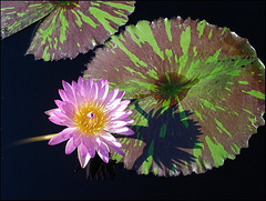 Water Lily at Longwood Gardens