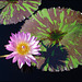 Water Lily at Longwood Gardens