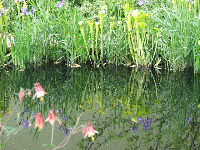 Carnivorous plants in reflective mood