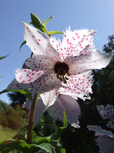 Pink Flower heading Skywards