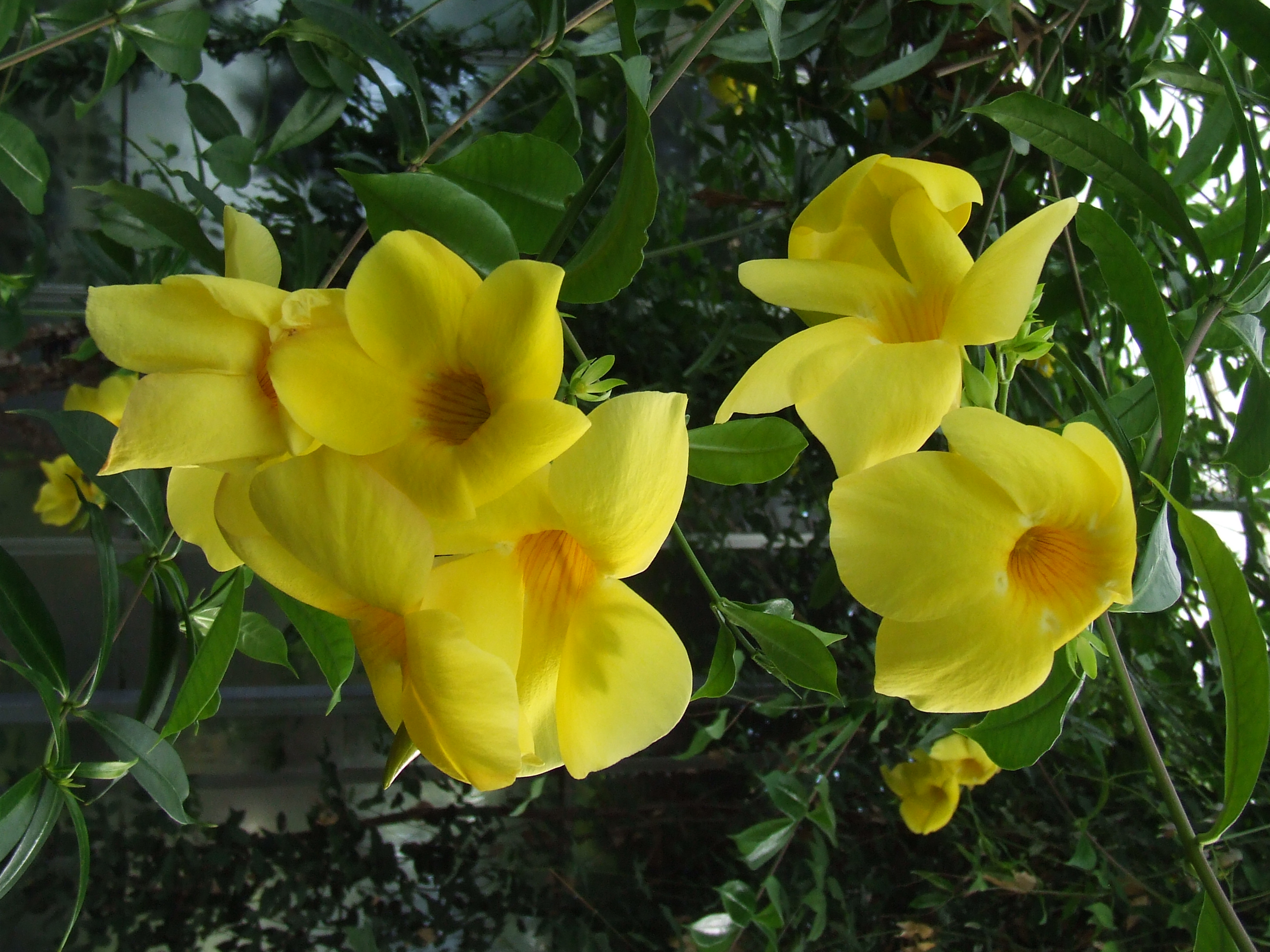 Yellow Flowers