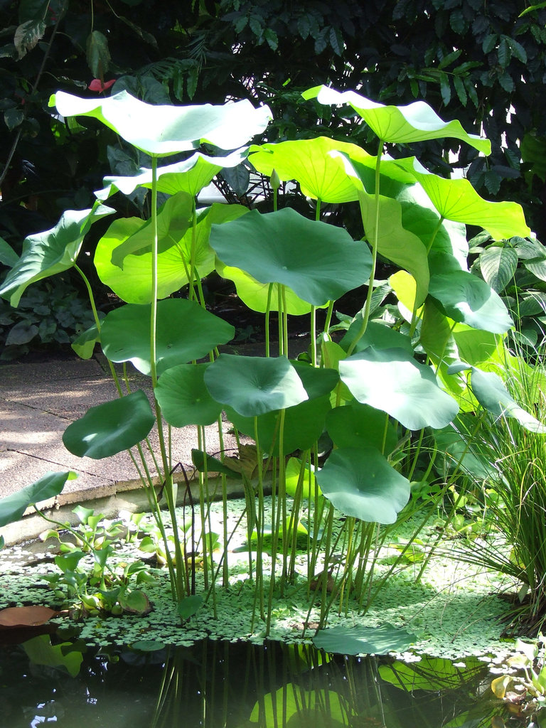 Pond leaves!