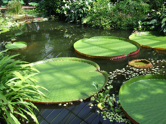 Giant Lily Pads